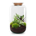 Eternal Terrarium XL DIY Set: Self-Sufficient Ecosystem for Your Home Bild 2