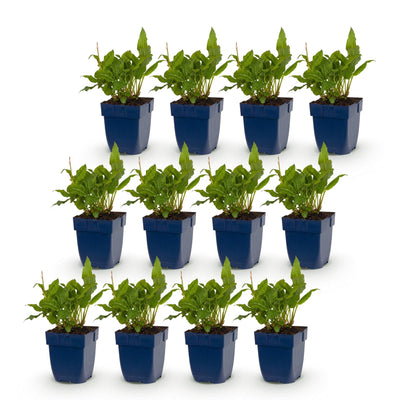 Green boutiQ - Perennial - Persicaria ampl. Rosea - Knotweed - Shade - Pink - 12 Plants - Pot 11cm - Height 15-25cm