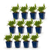 Green boutiQ - Perennial - Persicaria ampl. Rosea - Knotweed - Shade - Pink - 12 Plants - Pot 11cm - Height 15-25cm Bild 1
