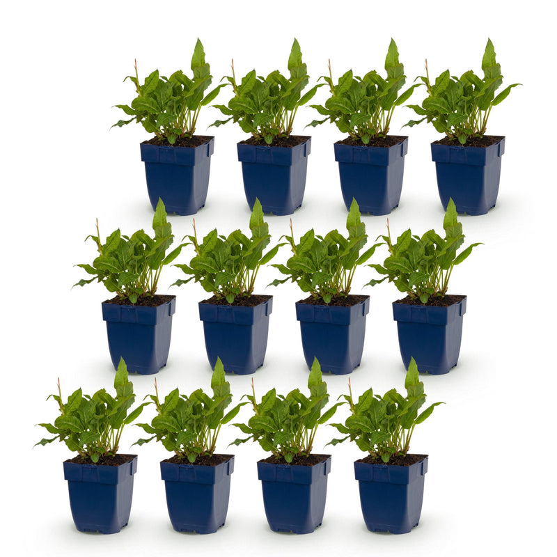 Green boutiQ - Perennial - Persicaria ampl. Rosea - Knotweed - Shade - Pink - 12 Plants - Pot 11cm - Height 15-25cm