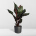 Calathea Ornata Indoor Plant (Ø14cm, 50cm tall) with Pink Veins Bild 3