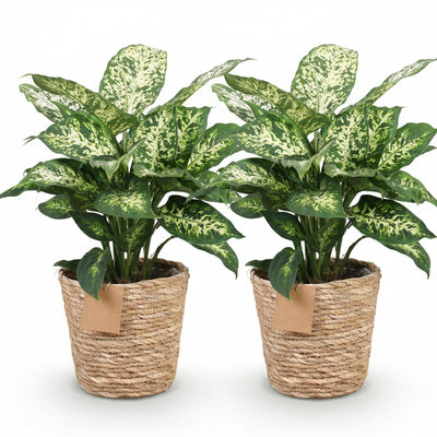 Green boutiQ - Zimmerpflanzen - Diefenbachia Compacta - Dieffenbachia - Wenig Pflege - mit Korb - Bunt - 2 Pflanzen - Topf 17cm - Höhe 45-50cm