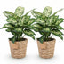 Green boutiQ - Zimmerpflanzen - Diefenbachia Compacta - Dieffenbachia - Wenig Pflege - mit Korb - Bunt - 2 Pflanzen - Topf 17cm - Höhe 45-50cm Bild 2