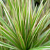 Dracaena Marginata Bicolor - Eleganter Drachenbaum im Korb, 70-75cm Bild 4