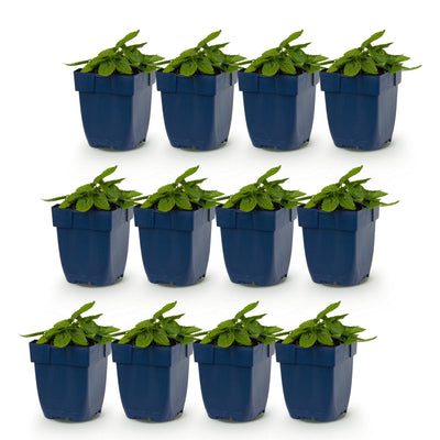 Green boutiQ - Stauden - Stachys off. Ukkie - Hasenohr - Steingartenpflanzen - Rosa - 12 Pflanzen - Topf 11cm - Höhe 15-25cm