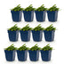 Green boutiQ - Stauden - Stachys off. Ukkie - Hasenohr - Steingartenpflanzen - Rosa - 12 Pflanzen - Topf 11cm - Höhe 15-25cm Bild 2