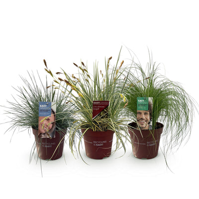 GreenboutiQ Ziergräser: 3 winterharte Pflanzen im 17cm Topf