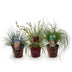 GreenboutiQ Ziergräser: 3 winterharte Pflanzen im 17cm Topf Bild 2