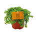 Pilea Depressa Aluminiumpflanze Ø10,5cm, Höhe 15cm Bild 2