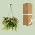 Rhipsalis Red Coral Houseplant | Ø17cm | ↕25cm Bild 4