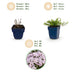 Green boutiQ - Perennial - Phlox Benita - Flame Flower - Ground Cover - Blue - 24 Plants - Pot 11cm - Height 15-25cm Bild 5