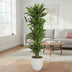 Dracaena Golden Coast – 200 cm – Ø34 – Elegant Eye-Catcher for Your Home Bild 3