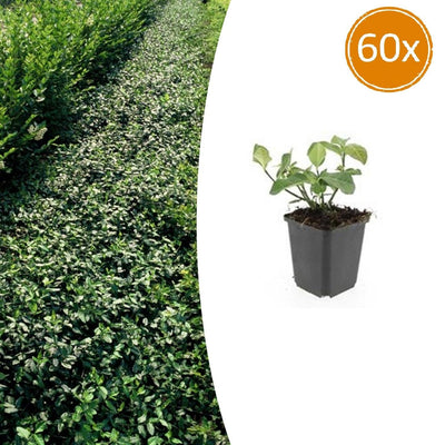 60x Euonymus fortunei 'Dart's Blanket' - Bodendecker, 10-25cm, Ø9cm