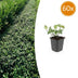 60x Euonymus fortunei 'Dart's Blanket' - Bodendecker, 10-25cm, Ø9cm Bild 1