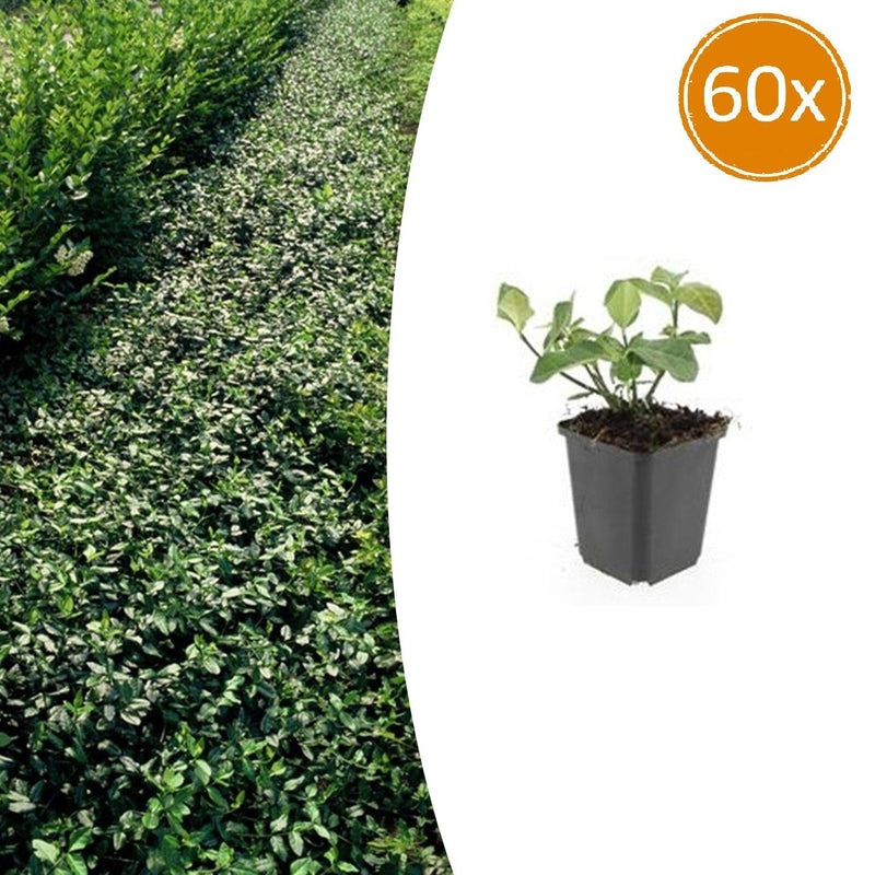 60x Euonymus fortunei 'Dart's Blanket' - Bodendecker, 10-25cm, Ø9cm
