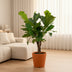 Ficus Lyrata (Geigenfeige) - Ø26cm - ↕100cm Bild 3