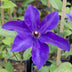 Clematis 'The President' Lila Waldrebe – Farbenpracht für Ihren Garten Bild 3