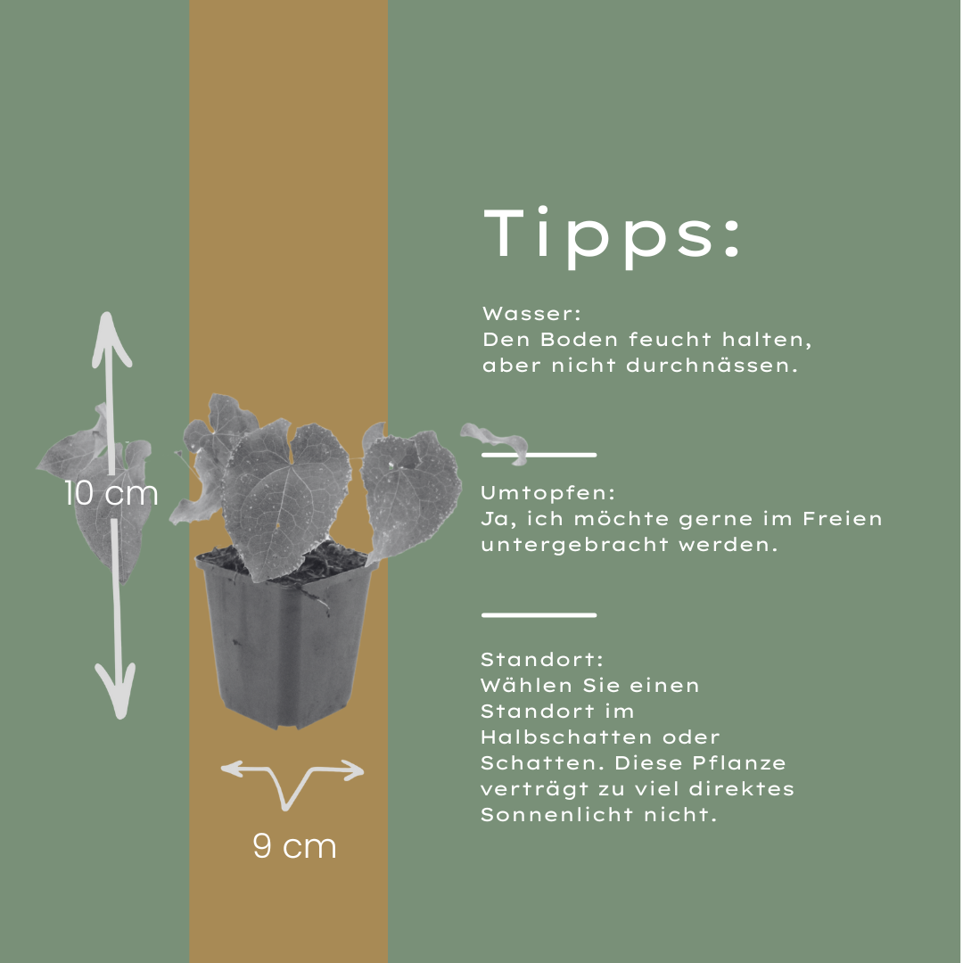 12x Epimedium perralc. 'Frohnleiten' – wintergrüner Bodendecker