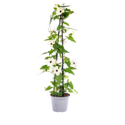 4x Thunbergia alata 'Sunny Susy Mix' im 13cm Topf - bunte Blütenpracht!