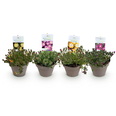 GreenboutiQ Bodendecker: Delosperma Jewel of Dessert (4 Pflanzen)