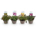 GreenboutiQ Ground Cover: Delosperma Jewel of Desert (4 plants) Bild 2