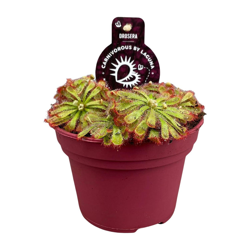 Drosera Aliciae fleischfressende Pflanze im 12cm Topf, ca. 12cm hoch