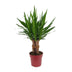 Yucca "Tres Cañas" 30 Stam P19 - Ø19cm - ↕70cm Bild 1
