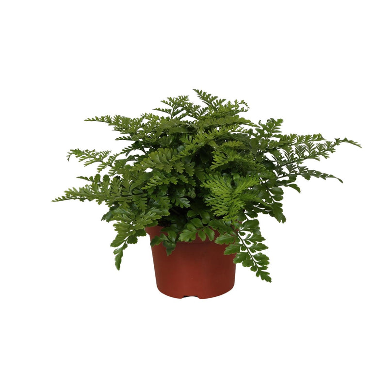 Asplenium Parvati Farn, Ø12cm Topf, ca. 25cm Höhe