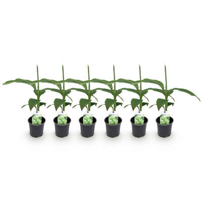 GreenboutiQ Bananenpflanze Musa Basjoo, Winterhart, 6er Pack
