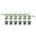 GreenboutiQ Bananenpflanze Musa Basjoo, Winterhart, 6er Pack Bild 2