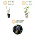 GreenboutiQ Brombeere Black Satin - 6 winterharte Pflanzen im Topf Bild 4