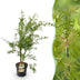 Japanischer Ahorn 'Methamorphosa' - 26cm Topf, 90cm hoch Bild 1