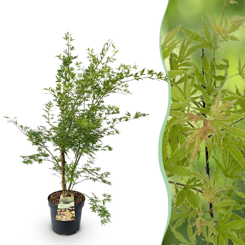 Japanischer Ahorn 'Methamorphosa' - 26cm Topf, 90cm hoch