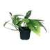 Epipremnum Cebu Blue (Pothos) - Ø12cm pot, approx. 20cm high Bild 1