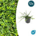 12x Euonymus fort. 'Minimus' - ↕10-25cm - Ø9cm Bild 1
