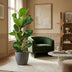 Fiddle-Leaf Fig with Grey Pot – 80 cm – Ø21 Bild 4