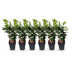 GreenboutiQ Kirschlorbeer Etna Heckenpflanzen - 6 Stück, 1m Bild 2