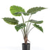 Kunstpflanze - Alocasia - 70 cm Bild 1