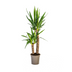 Yucca Elephantipes Ø19cm: Robuste Zimmerpflanze (70-90cm) Bild 1
