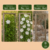 6x Clematis Jackmanii Huldine - Waldrebe Huldine - Weiß - Kletterpflanze - Ø9cm - ↕35cm Bild 6
