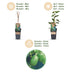 Kiwifruit 'Issai' - Self-pollinating, 2 plants, 15cm pot Bild 4