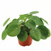 Pilea Peperomioides (Ø12cm, ↕20cm) – Trendige Zimmerpflanze Bild 1