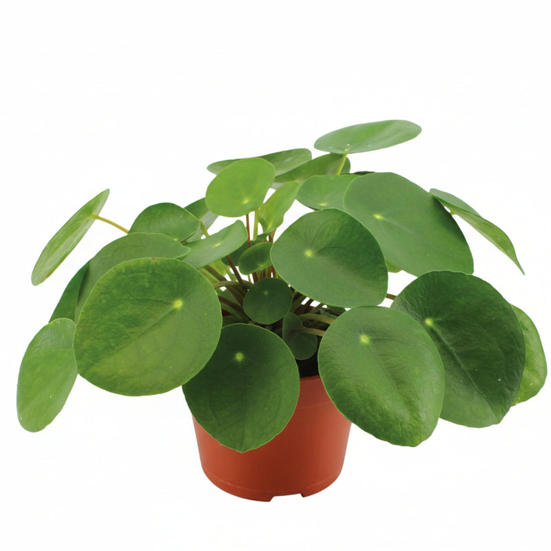 Pilea Peperomioides (Ø12cm, ↕20cm) – Trendige Zimmerpflanze