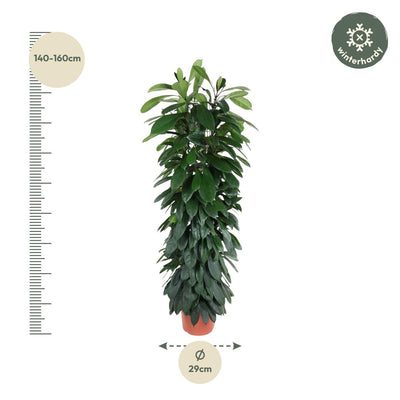 Ficus Cyatistipula auf Stamm - 150 cm