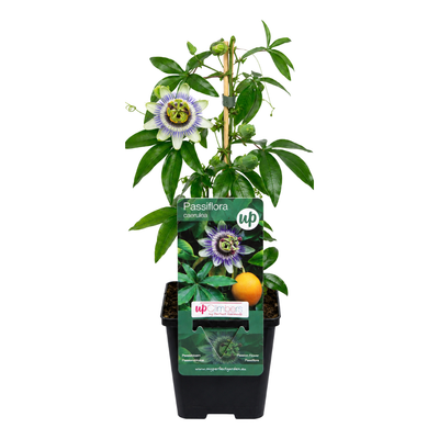 3x Passiflora caerulea (Passionsblume) - P9 Topf - Exotische Kletterpflanze