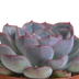 Echeveria-Mix 8,5 cm im Terrakottatopf - 3er Pack Bild 5