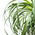 Beaucarnea XXL (200cm) - XXL Flaschenbaum für Ihr Zuhause Bild 5