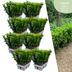 48x Euonymus 'Green Spire' Heckenpflanzen (Ø 7 cm, ↨ 15 cm) Bild 1