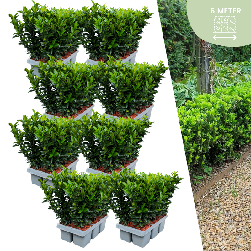 48x Euonymus 'Green Spire' Heckenpflanzen (Ø 7 cm, ↨ 15 cm)
