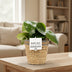 Peperomia Raindrop im Rattan-Korb – Ø 12 cm, H 25 cm Bild 3